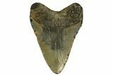 Fossil Megalodon Tooth - North Carolina #328024-1
